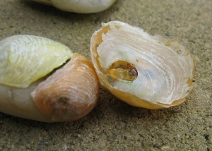 Figure 1:  Yellow and orange Anomia adherent on a beach stone and Anomia with inner valve attached