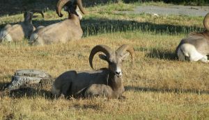 Big Horn sheep in Radium Springs